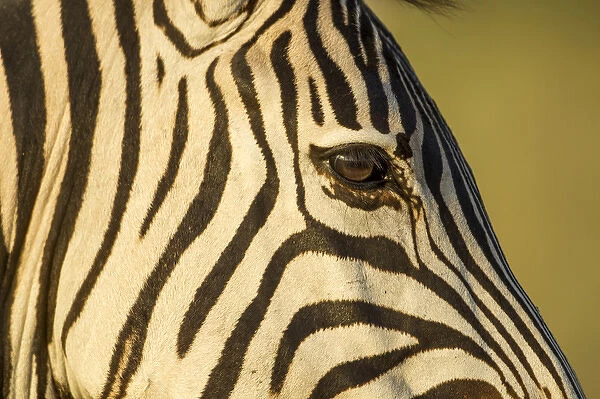 Africa, Botswana, Moremi Game Reserve, Close-up of Plains Zebra (Equus burchelli)