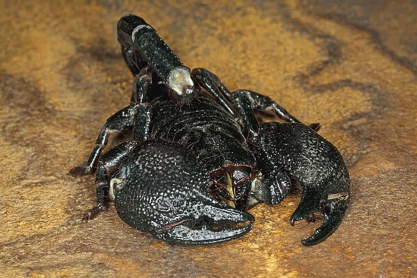 Africa. Close-up of emperor scorpion. Credit as: Dennis Flaherty  /  Jaynes Gallery  /  DanitaDelimont