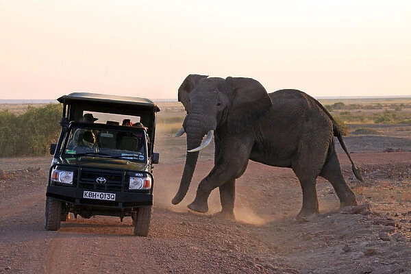 Africa, Kenya, Amboseli. Elephant and Jeep at Amboseli
