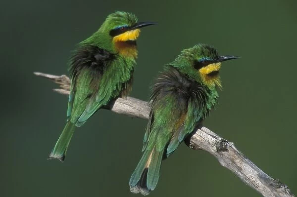 Africa, Kenya, Masai Mara Game Reserve, Two Little Bee Eaters (Merops pusillus) perched