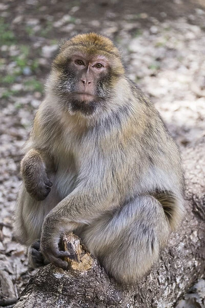 Africa, Morocco. An adult macaque monkey (rhesus macaque (Macaca mulatta)) sitting