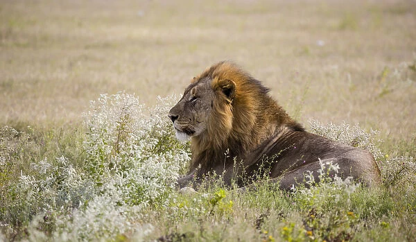 Africa, Namibia, Etosha National Park. Adult male lion resting