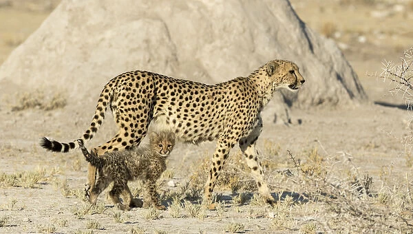 Africa, Namibia, Etosha National Park. Cheetah mother and cub