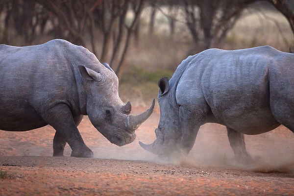Africa, Namibia. White rhinos fighting. Credit as: Jim Zuckerman  /  Jaynes Gallery  /  DanitaDelimont