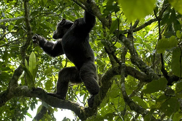 Africa, Uganda, Kibale National Park, Ngogo Chimpanzee Project. With strong shoulders