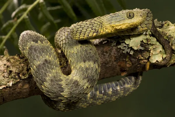 Green Bush Viper Atheris squamigera , animal portrait, captive, Congo,  Africa