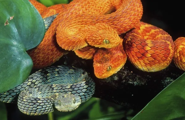 African Bush Viper Atheris Squamigera Coiled Around A Tree Branch Native To  Masai Mara Kenya Africa Controlled Situation High-Res Stock Photo - Getty  Images