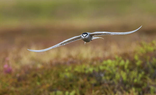 Aleutian tern flying