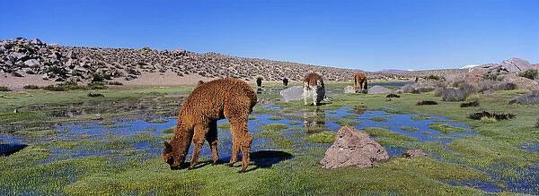 Alpaca (Vicugna pacos) in the Chilean Altiplano, Andes Mountains, South America are