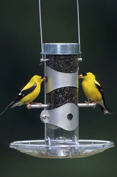American Goldfinches (Carduelis tristis) males at tube feeder, Marion Co. IL