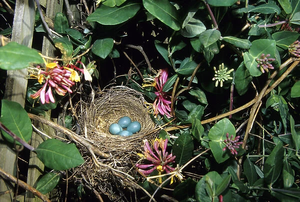 American Robin (Turdus migratorius) nest with four eggs in Gold Flame Honeysuckle