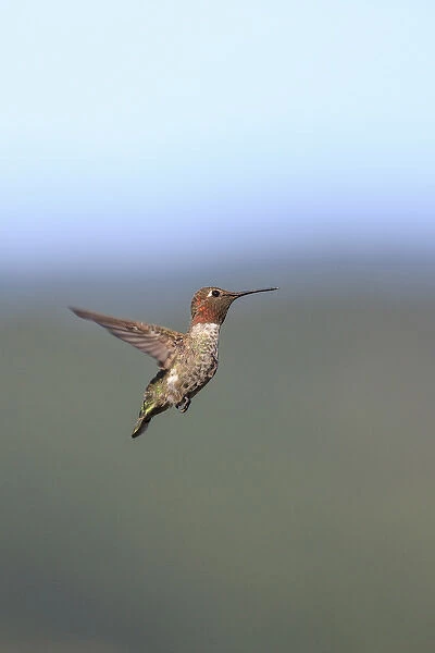 Annas Hummingbird. Santa Cruz. California