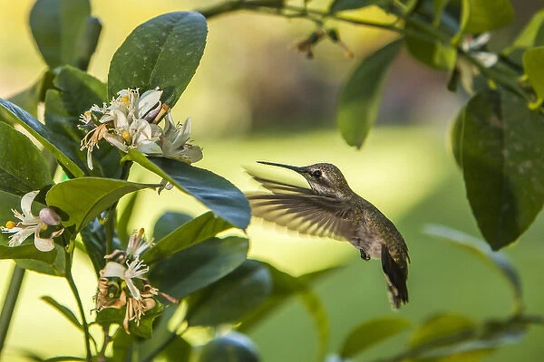 Annas Hummingbird sipping at a Meyer Lemon tree