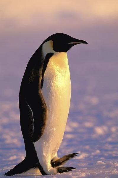 Antarctica, Australian Antarctic Territory, Auster EP Rookery. Emperor Penguin