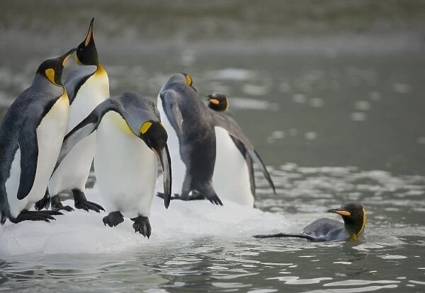 Antarctica, South Georgia Island (UK), King Penguins (Aptenodytes patagonicus) swimming