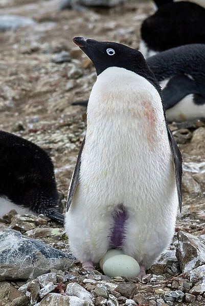 Antarctica, Vega Island, aka Devil Island. Nesting colony of Adelie penguin with 2 eggs