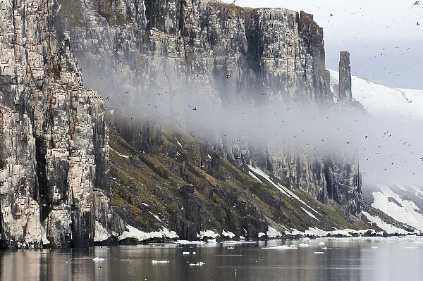 Arctic, Norway, Svalbard, Spitsbergen, Alkefjellet Bird Cliffs, Thick-billed murres