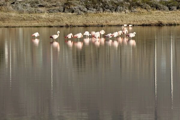 Argentina, El Calafate. Chilean Flamingoes (Phoenicopterus chilensis) at Laguna Nimes