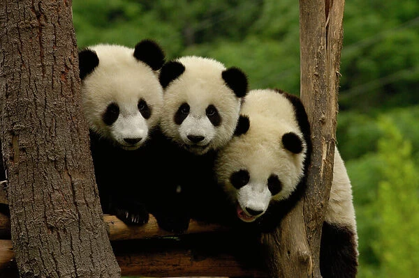 Asia, China. Giant panda babies (Ailuropoda melanoleuca) Family: Ailuropodidae
