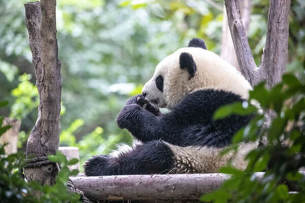 Asia, China, Sichuan Province, Cheng Du, Giant Panda