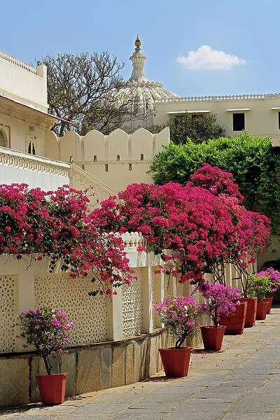 Asia, India. Wall of flowers, City Palace, Udaipur, India