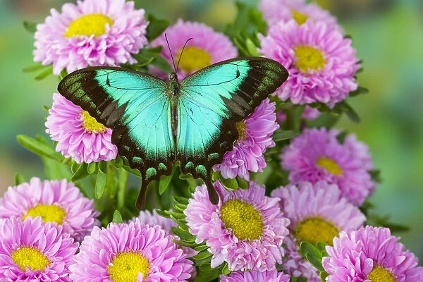 Asian tropical swallowtail butterfly Papilio larquinianus on pink flowering mums