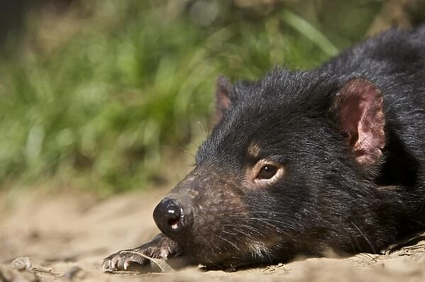 Australia, Tasmania. Tasmanian Devil at Trowunna Wildlife Sanctuary
