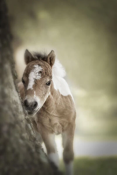 Baby Miniature horse paint colt