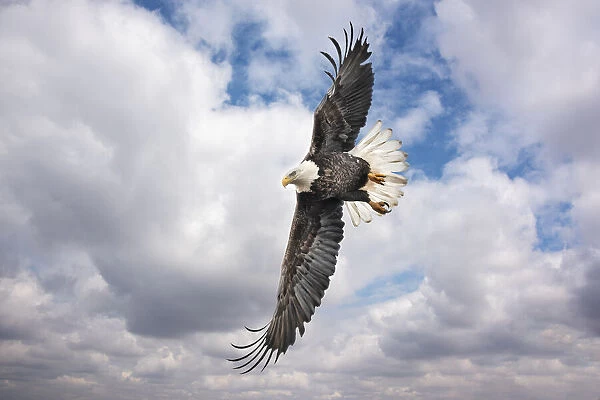 Balk Eagle looking for prey