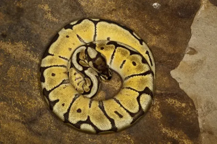 Framed Print : Ball Python Morph Print - Python regius Framed Print : Ball Python Morph Print - Python regius