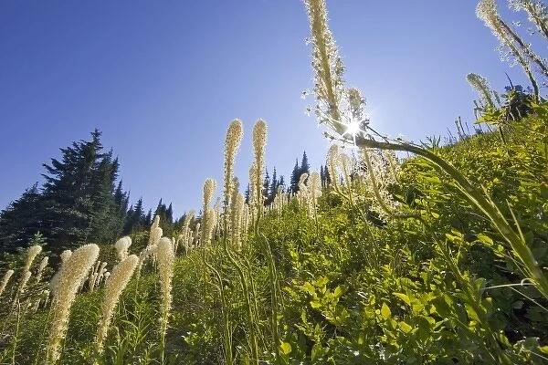 Beargrass on the slopes at Whitefish Mountain Resort in Whitefish, Montana