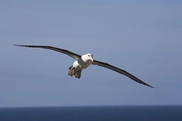 A Black-browed albatross sores around the largest colony of black-browed albatross in the world