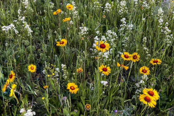 Blanketflower aka brown eyed susans and wild buckwheat in Glacier National Park, Montana
