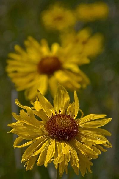 Blanketflower, Gaillardia Aristata, Asteraceae, Sunflower. Receding row of blanketflowers