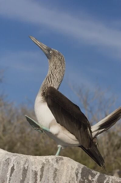Blue-footed booby (Sula nebouxii excisa) Punta Cevallos #8093553