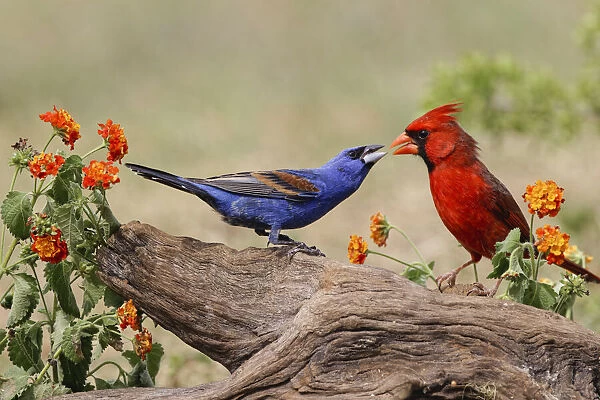 Blue grosbeak and male Northern cardinal fighting. Rio Grande Valley, Texas