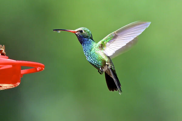 The broad-billed hummingbirds (Cynanthus latirostris) breeding habitat is the