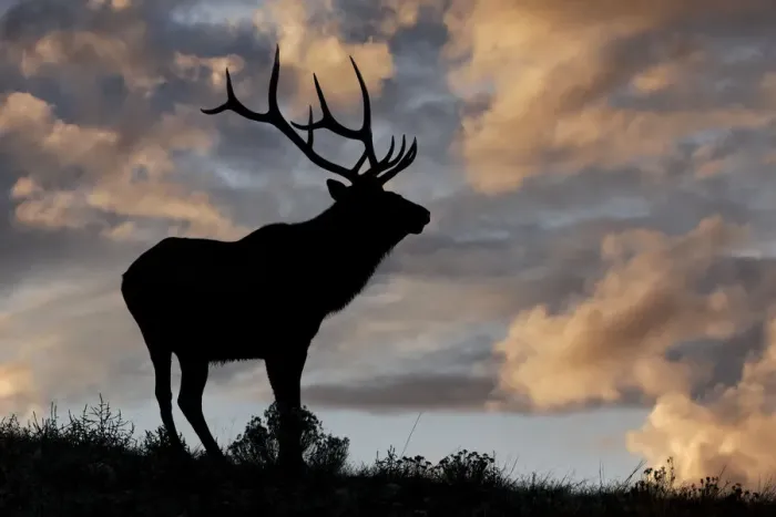 Bull Elk Silhouette 