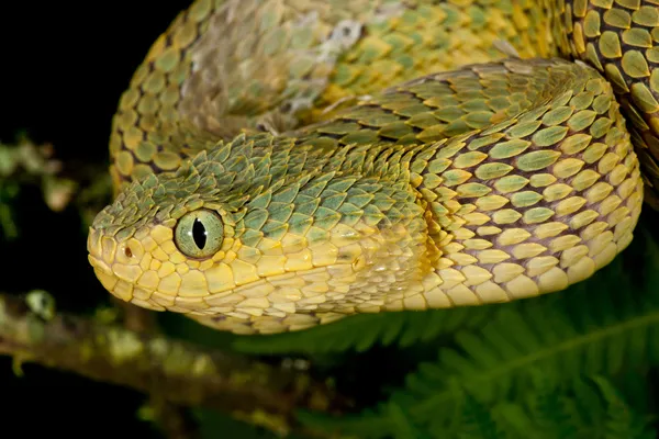 African Bush Viper, Atheris squamigera available as Framed Prints