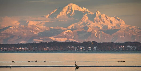 Canada, British Columbia. Boundary Bay, Mount Baker and Great blue heron at sunset