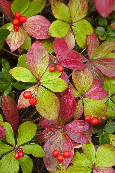 Canada, British Columbia, Mount Robson Provincial Park. Close-up of bunchberry leaves