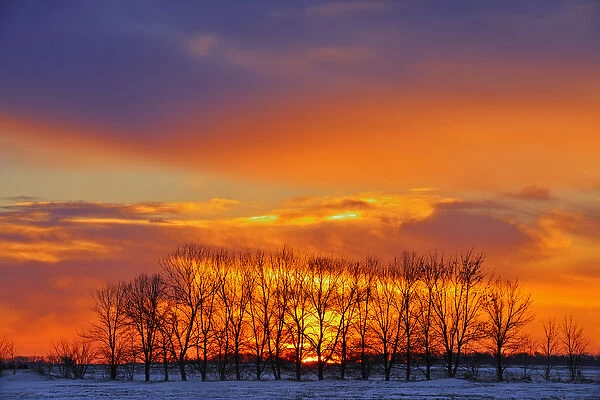 Canada, Manitoba, Altona. Trees at sunrise on the snowy prairie