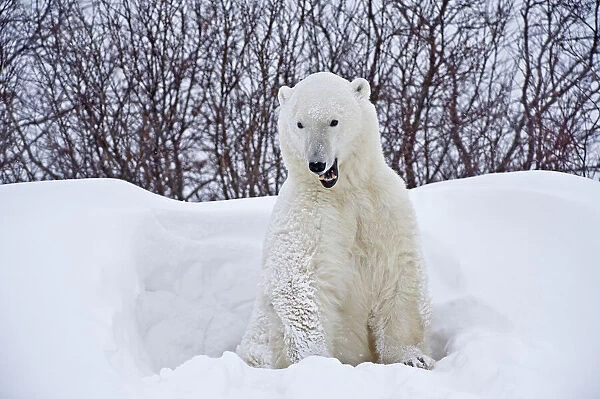 Canada, Manitoba, Churchill. Polar bear emerging from snow shelter. Canada Credit as