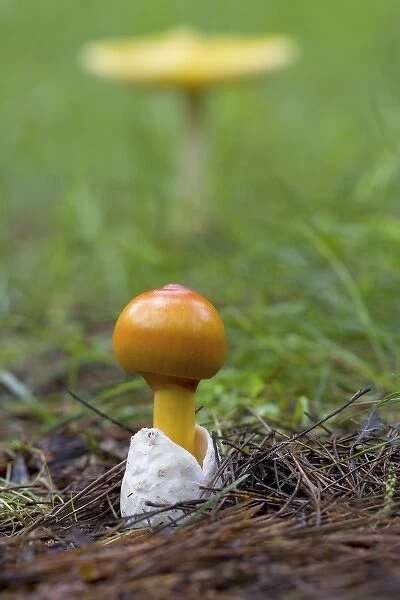 Canada, Quebec. Close-up of fly agaric mushroom