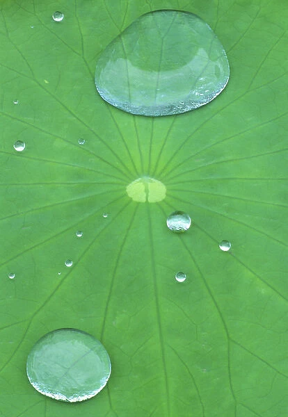 Canada, Quebec, Montreal. Water beads on lotus leaf at Montreal Botanical Garden