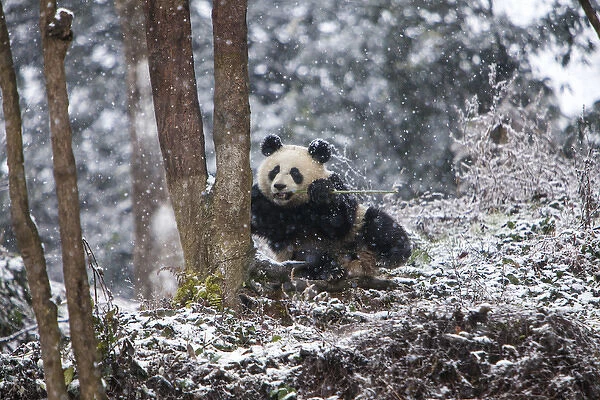 China, Chengdu, Chengdu Panda Base. Baby giant panda in snowfall