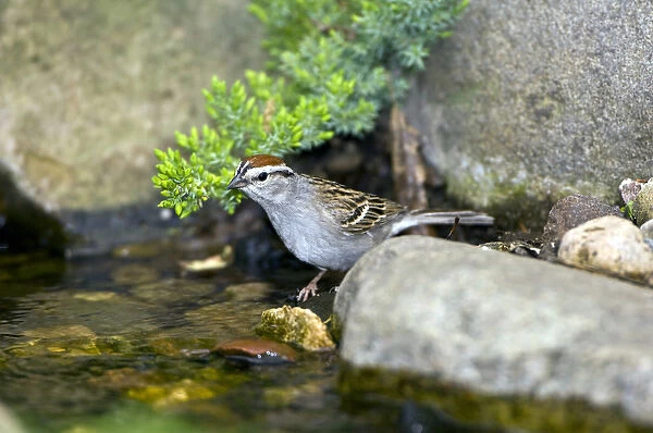 Chipping Sparrow, about to bathe in the water