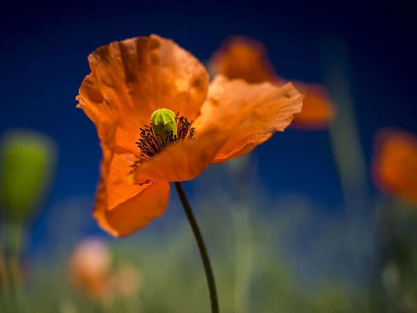 Close up of Fire Poppy