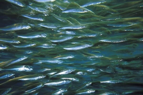 Close up of school of anchovy