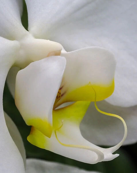 Close-up of an white orchid